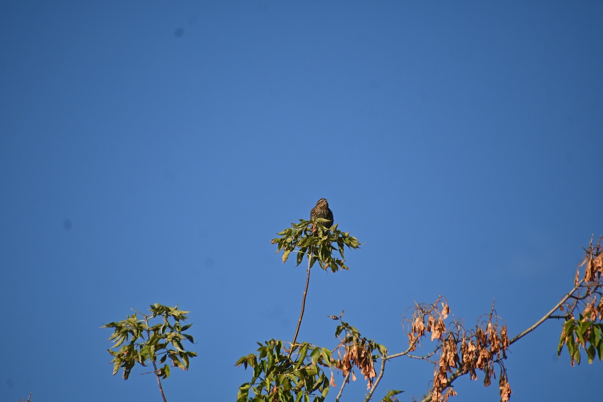 White-throated Sparrow - ML623986885