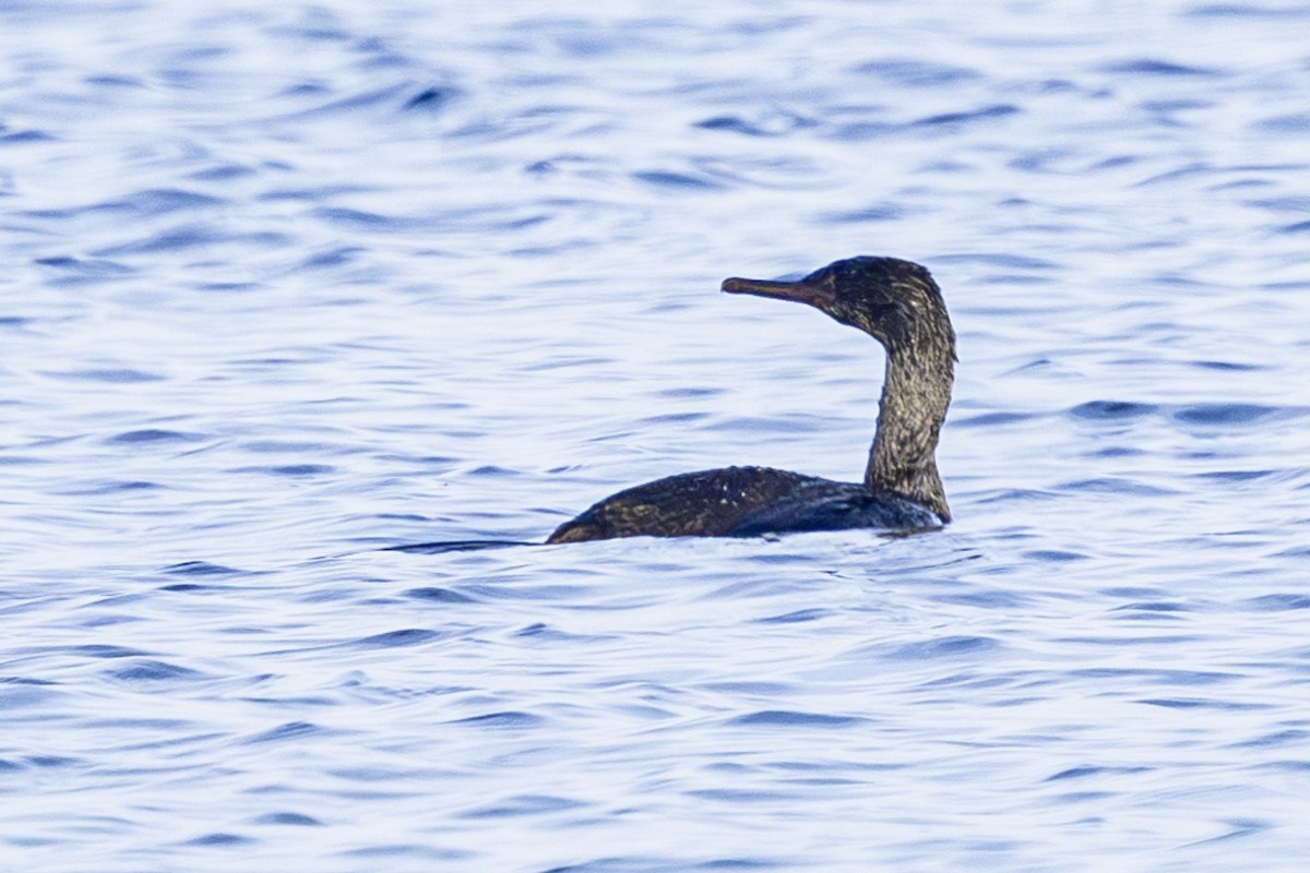 Pelagic Cormorant - ML623986909