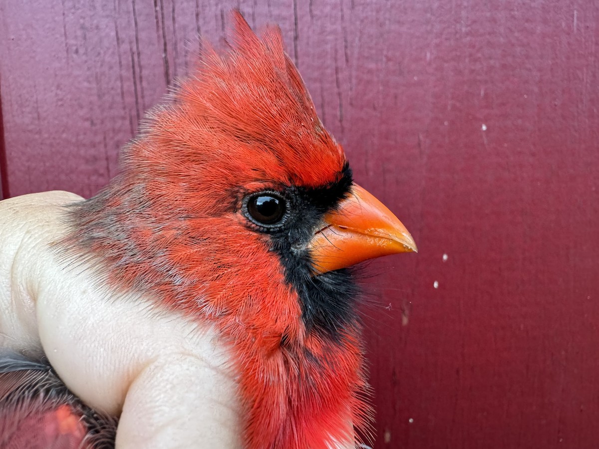 Northern Cardinal - ML623986926