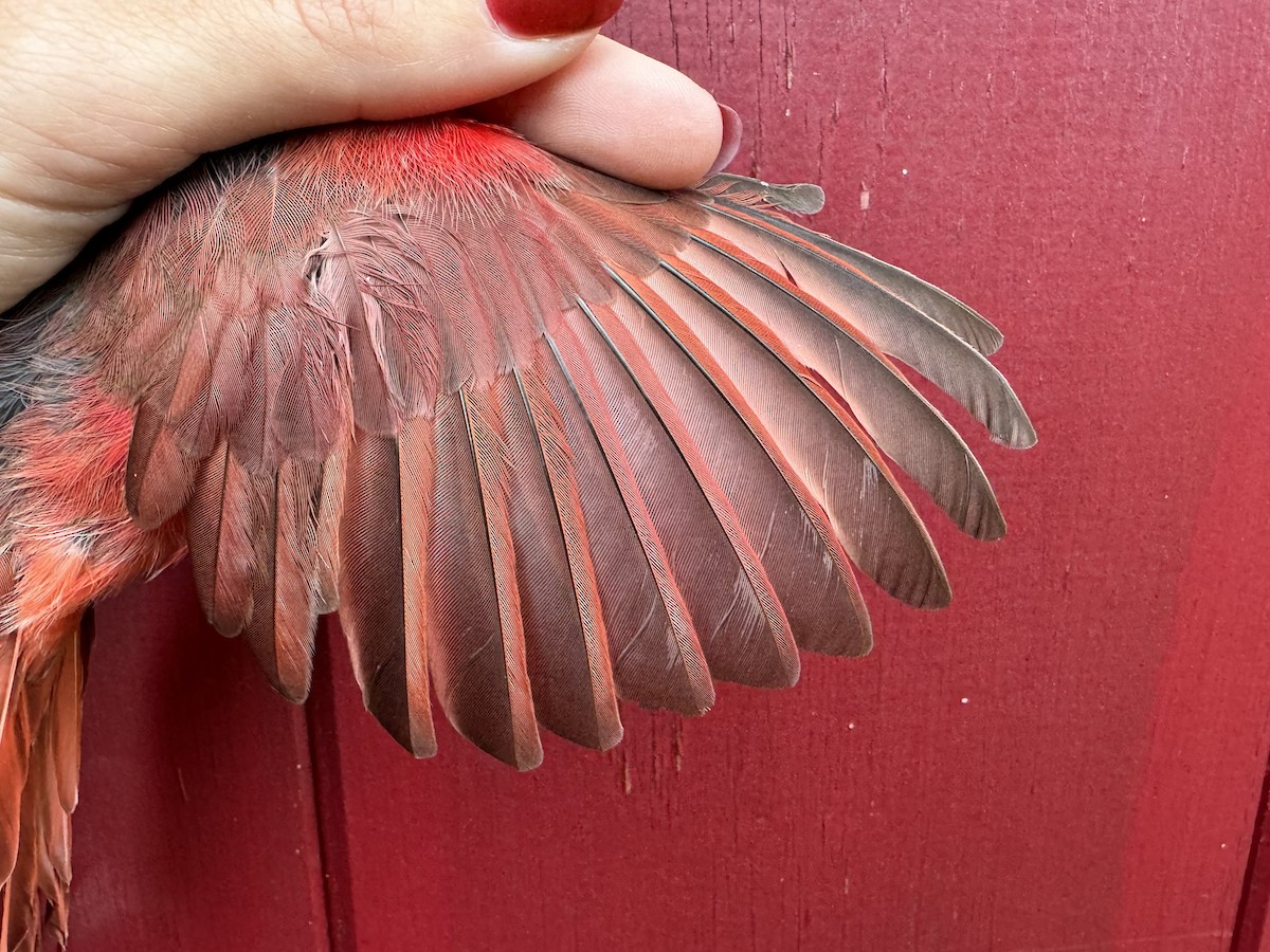 Northern Cardinal - Lauren diBiccari