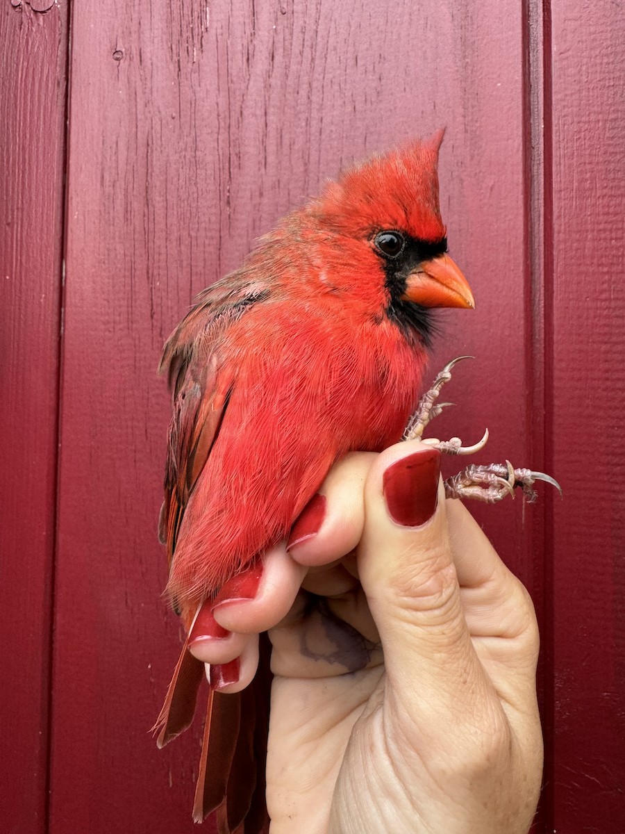 Northern Cardinal - ML623986928