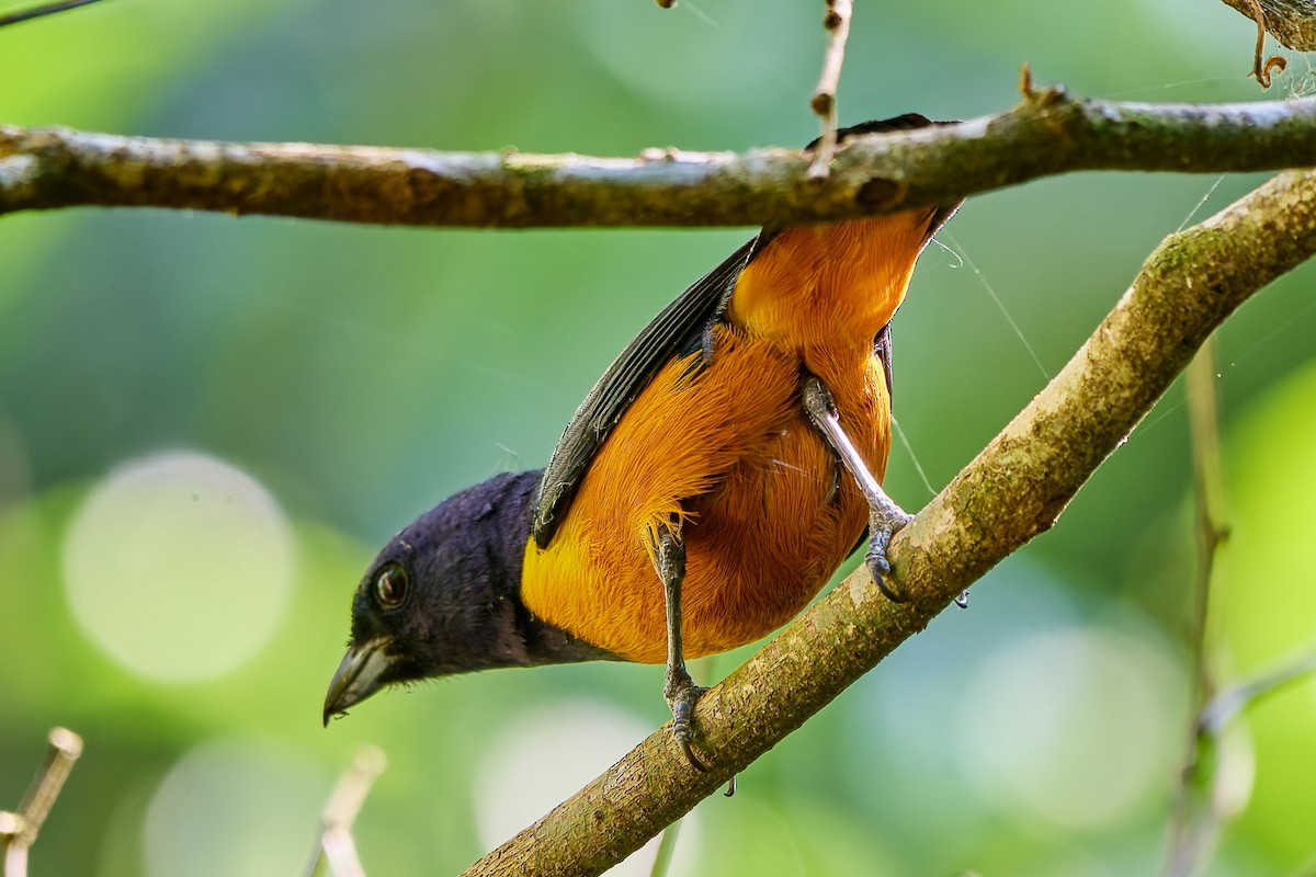 Rufous-bellied Euphonia - ML623986939