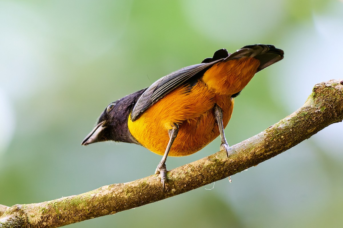 Rufous-bellied Euphonia - ML623986940