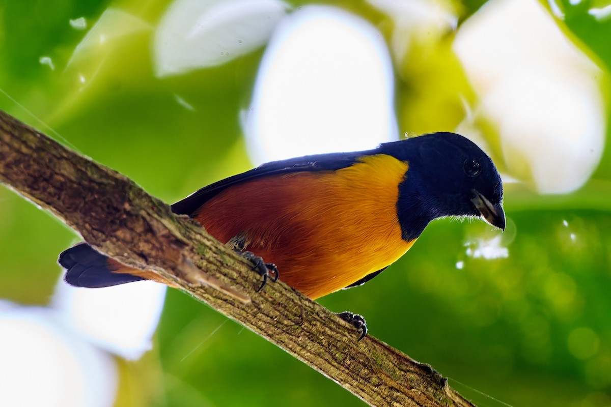 Rufous-bellied Euphonia - ML623986942