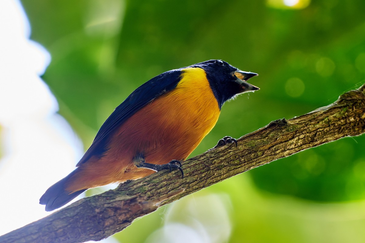 Rufous-bellied Euphonia - ML623986944