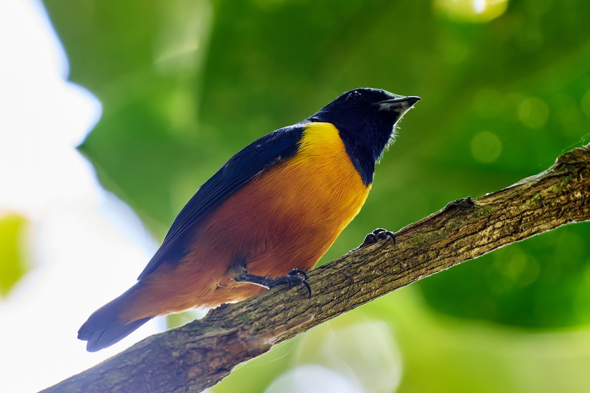 Rufous-bellied Euphonia - ML623986945