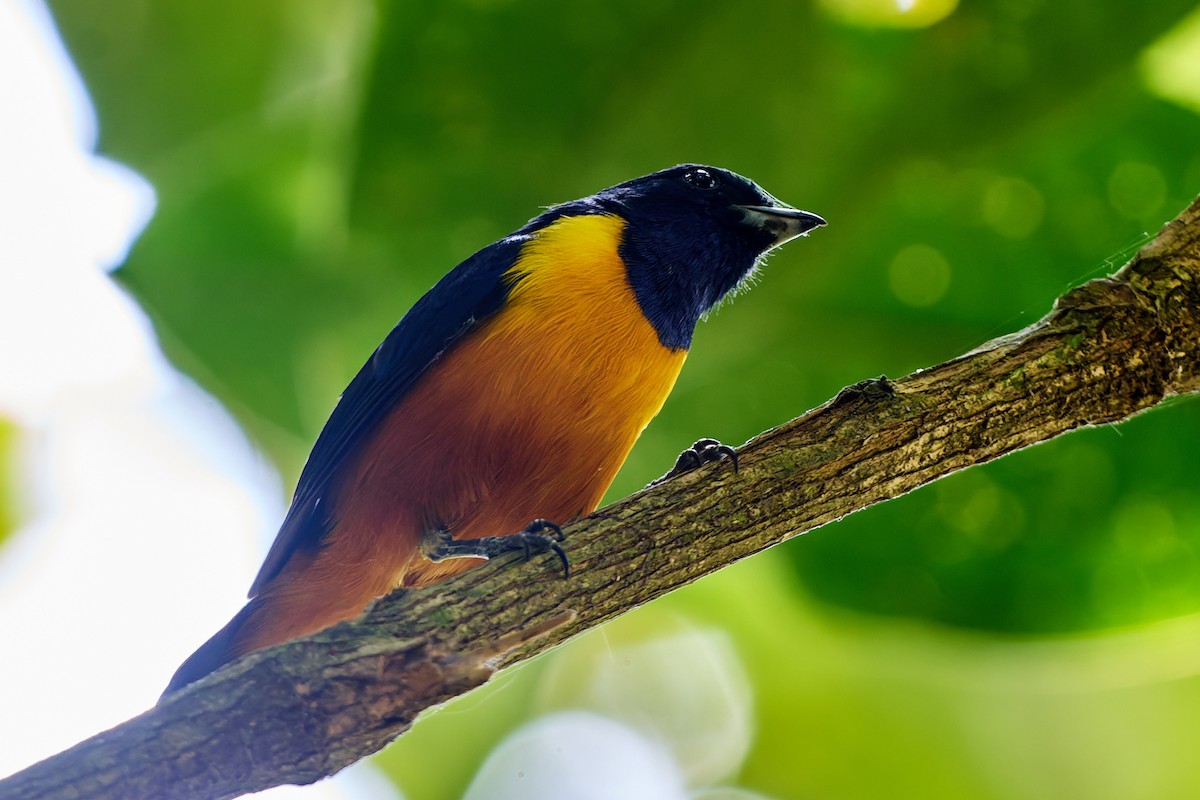 Rufous-bellied Euphonia - ML623986946