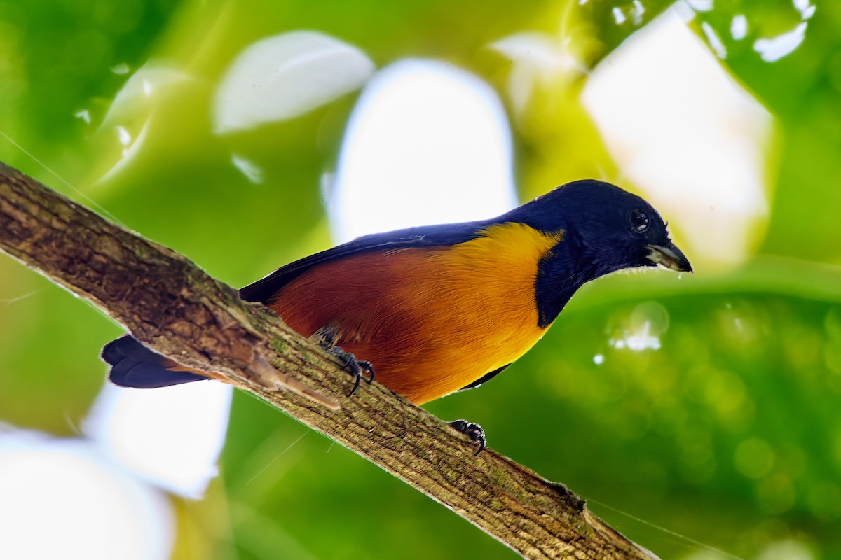 Rufous-bellied Euphonia - Tomáš Grim