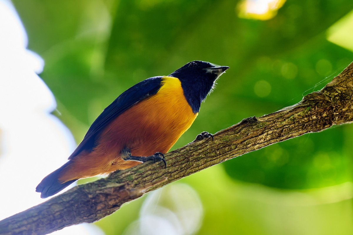 Rufous-bellied Euphonia - ML623986948