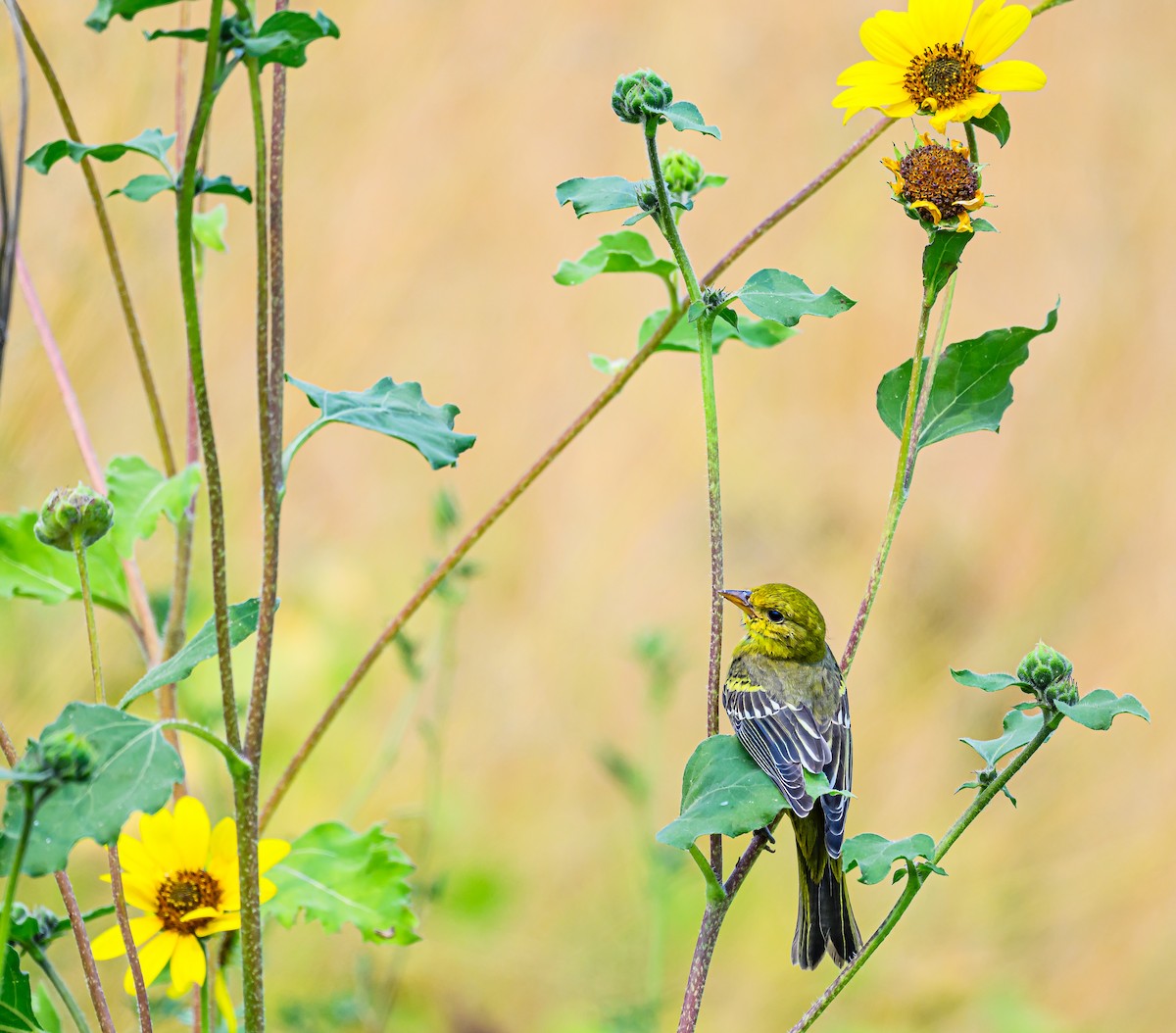 Western Tanager - ML623986960