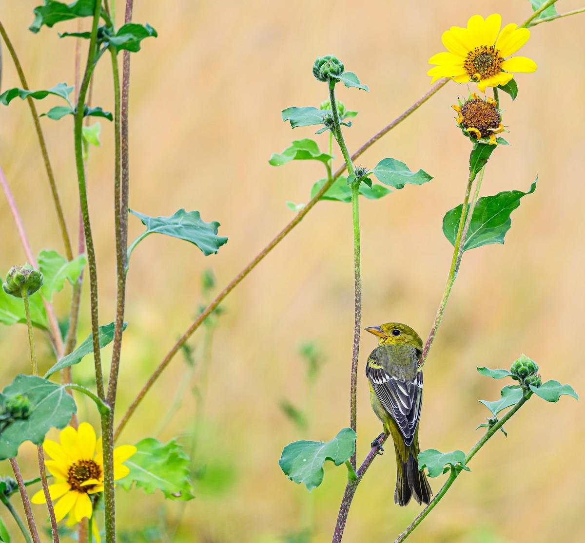 Western Tanager - ML623986961