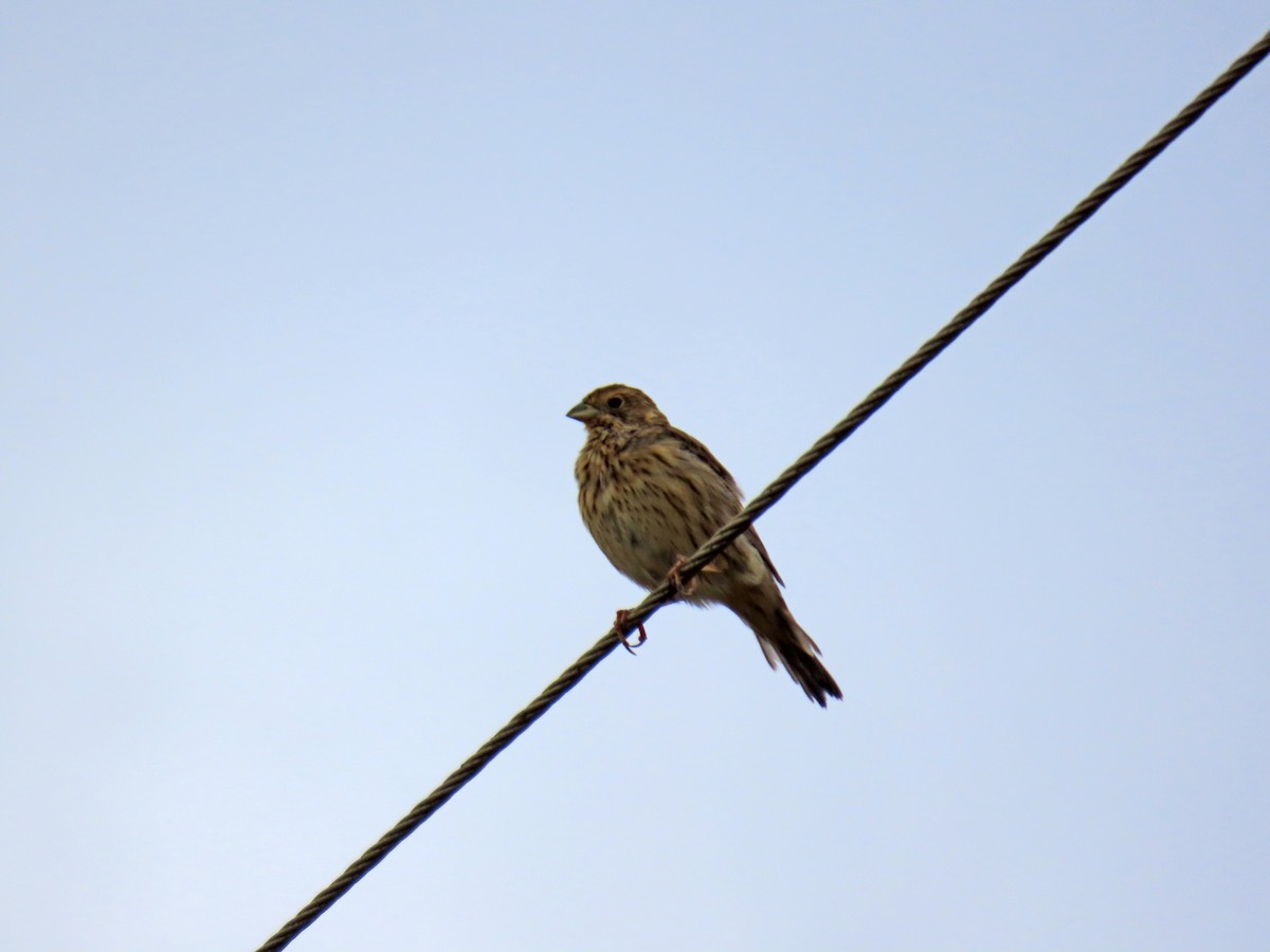 Corn Bunting - ML623986968