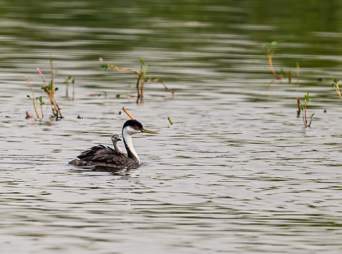 Western Grebe - ML623986973