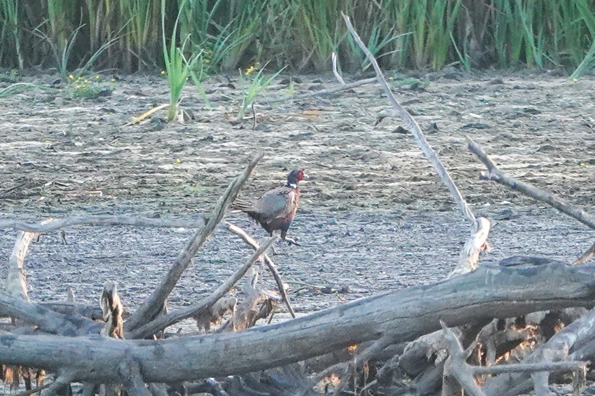 Ring-necked Pheasant - ML623987000