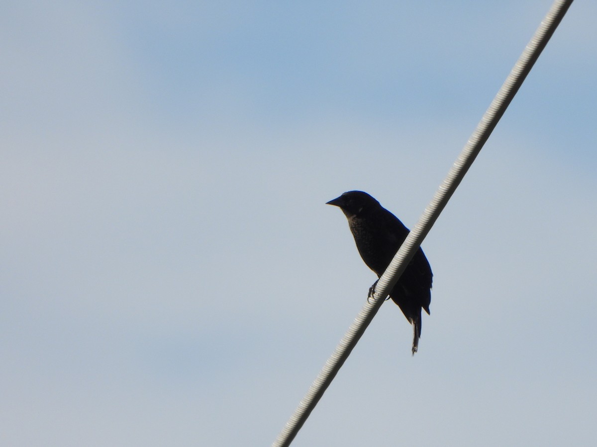 Red-winged Blackbird (Red-winged) - ML623987004