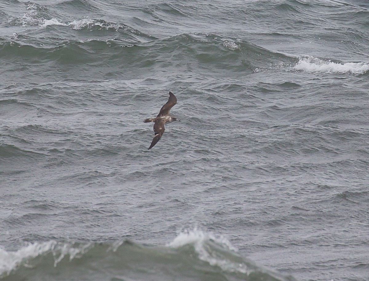 Cory's Shearwater (borealis) - ML623987012