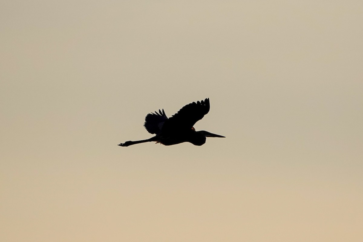 Great Blue Heron - Joseph Marcinkowski