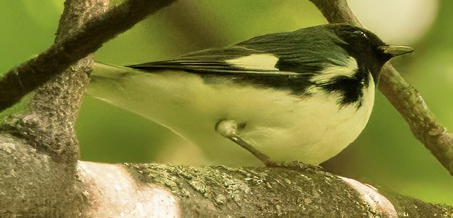 Black-throated Blue Warbler - ML623987031