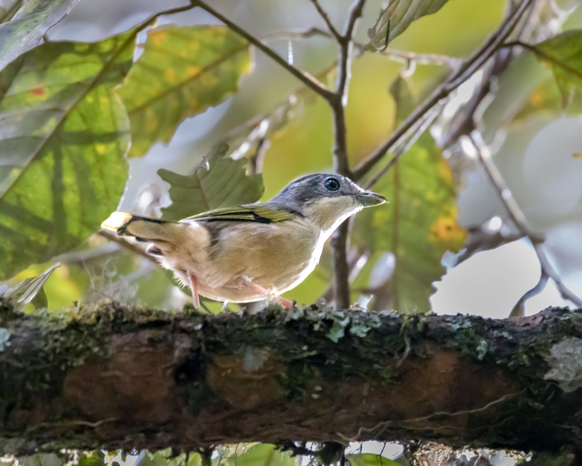 flowerpecker sp. - ML623987035