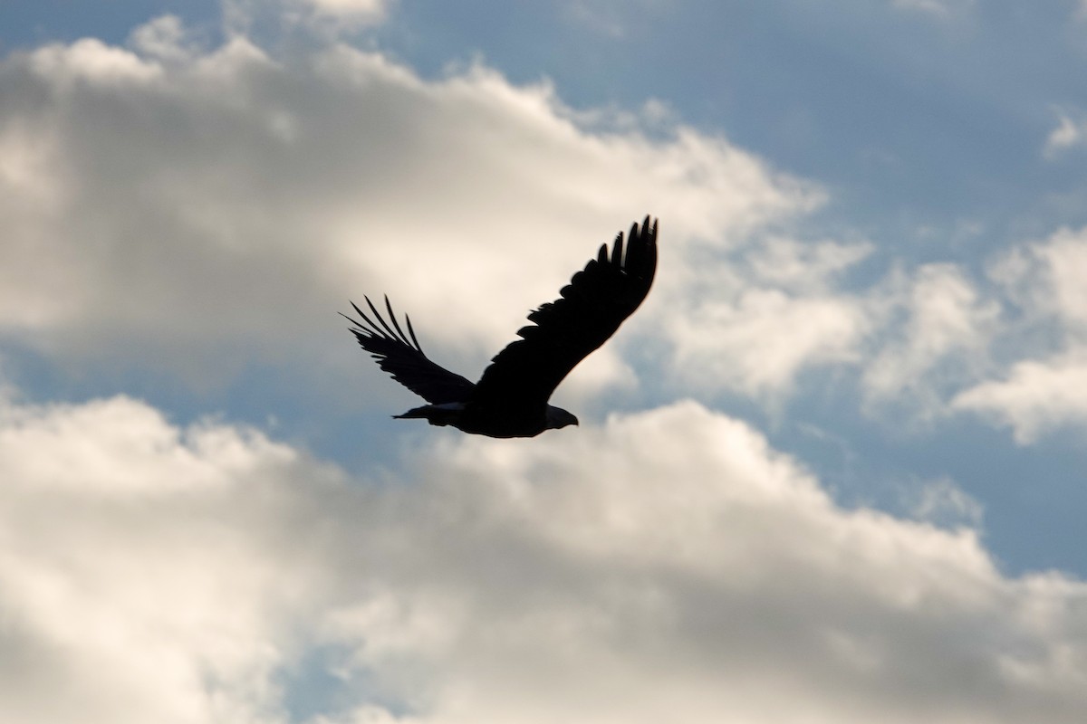 Bald Eagle - Joseph Marcinkowski