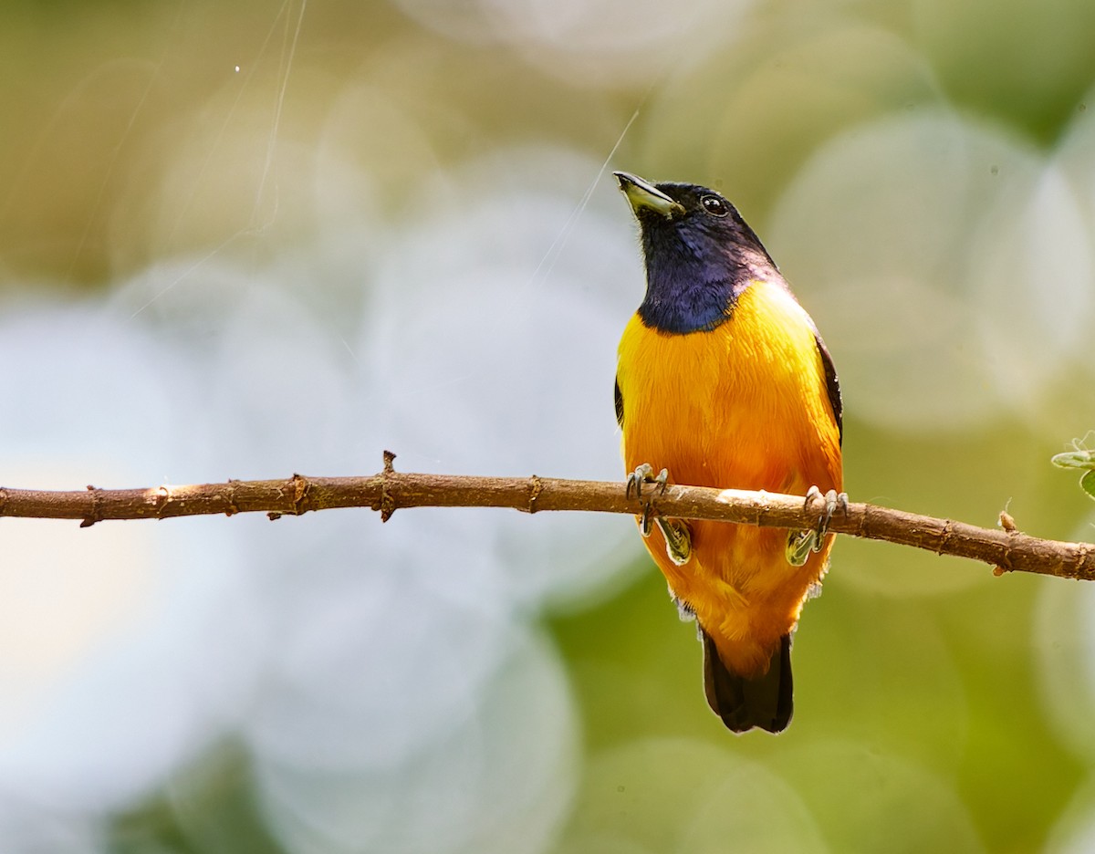 Rufous-bellied Euphonia - ML623987042