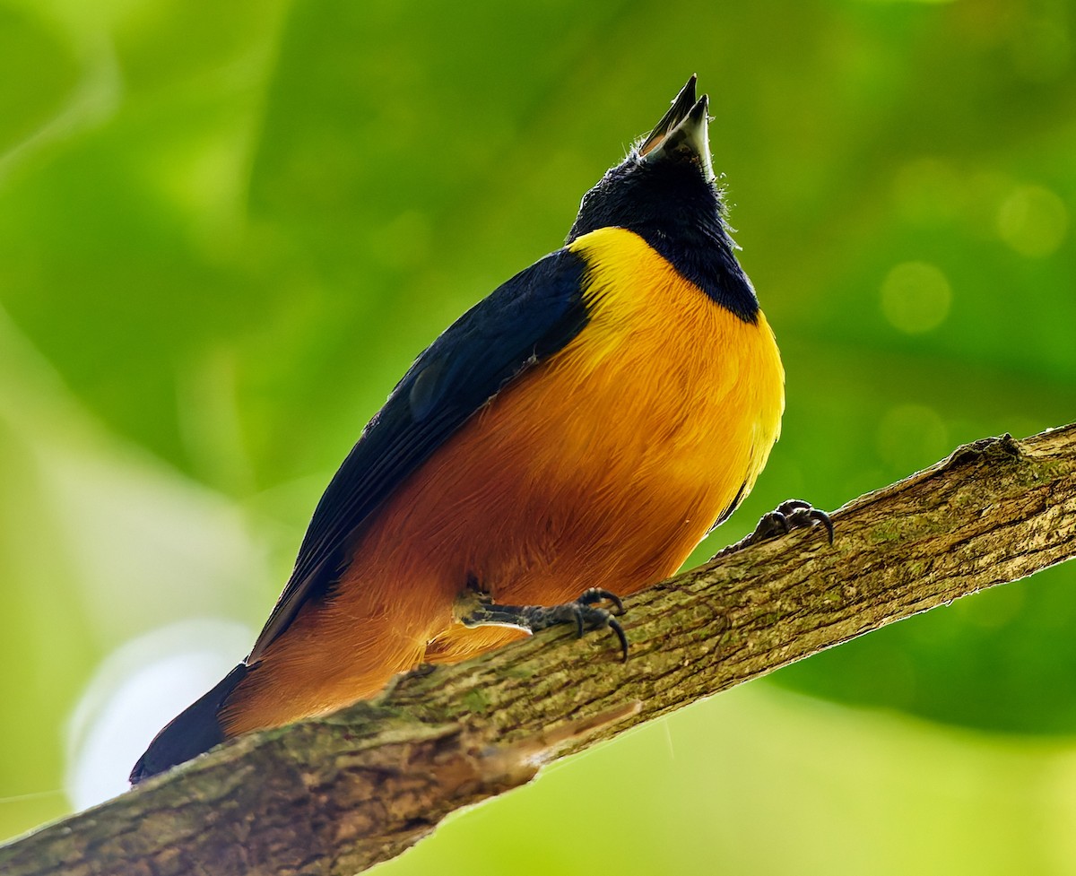 Rufous-bellied Euphonia - ML623987043