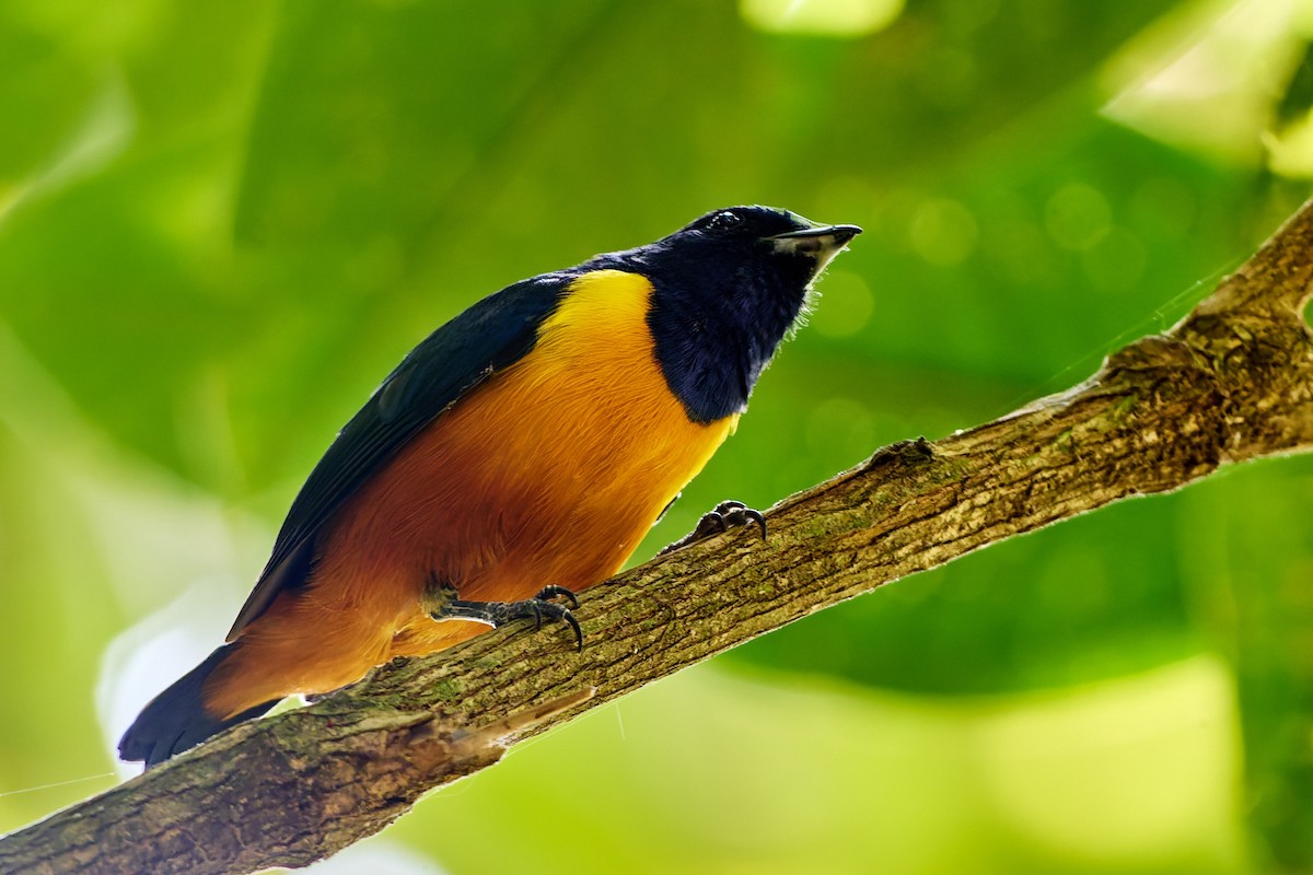 Rufous-bellied Euphonia - ML623987044