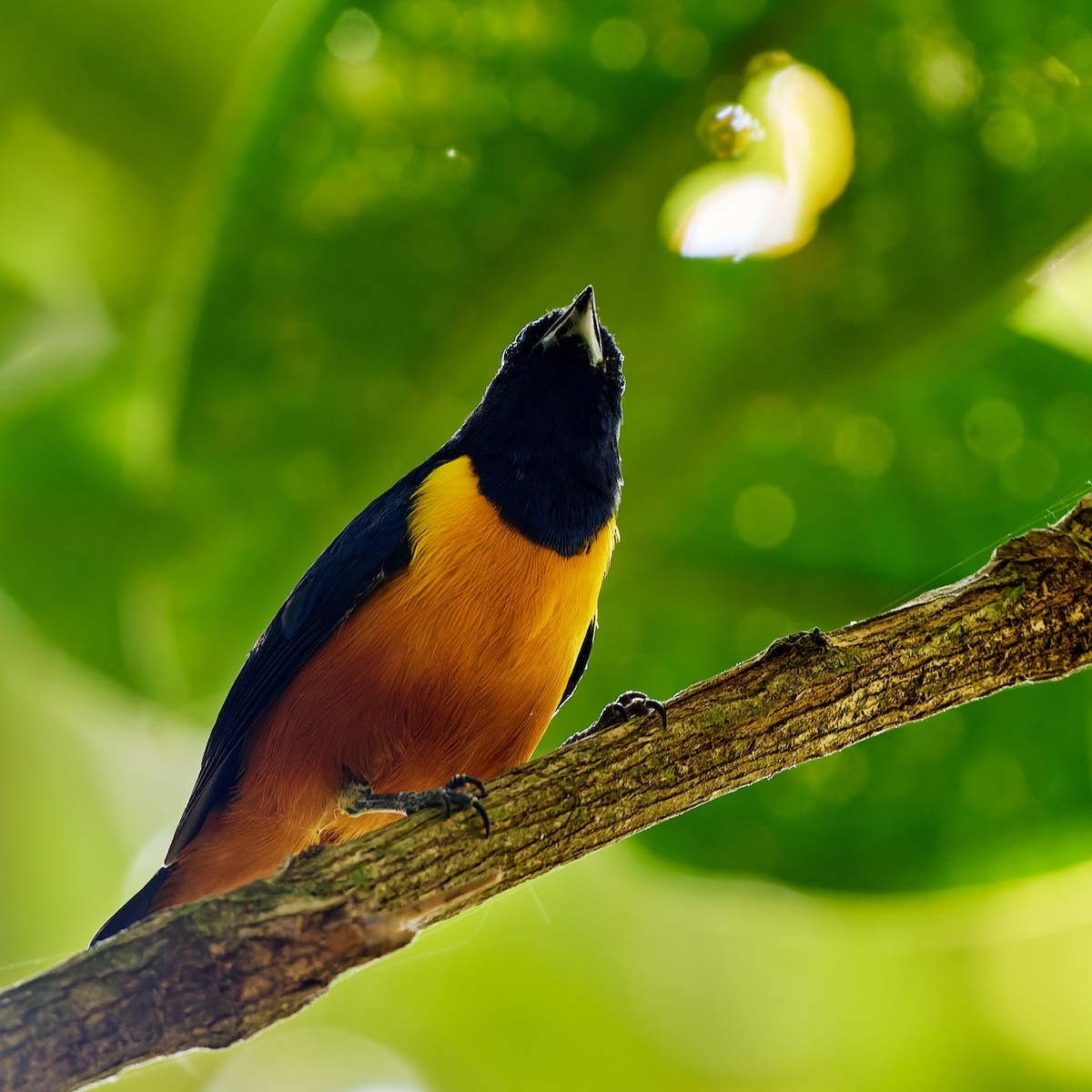 Rufous-bellied Euphonia - ML623987045