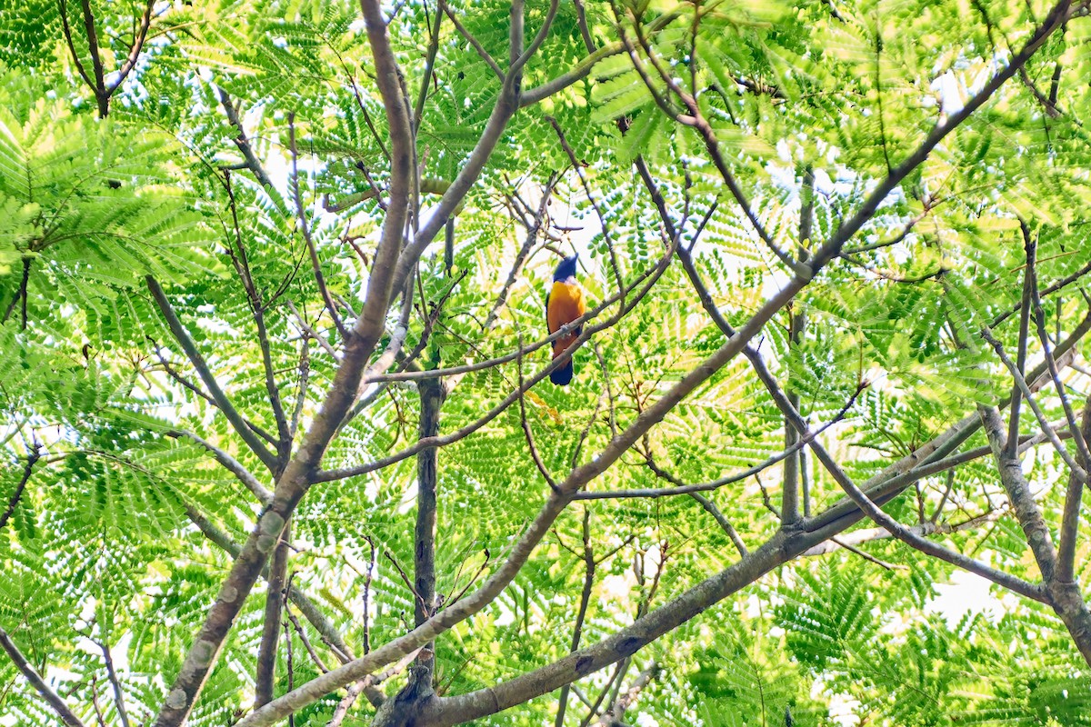 Rufous-bellied Euphonia - ML623987046