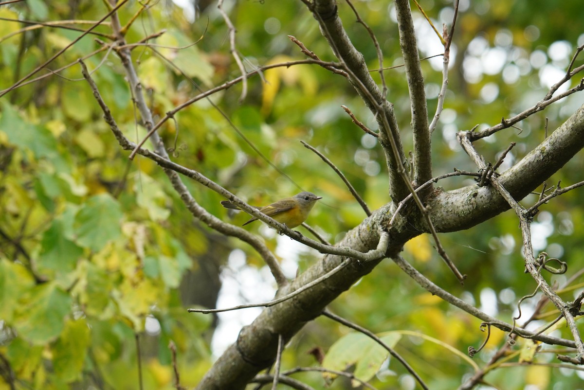 American Redstart - ML623987048