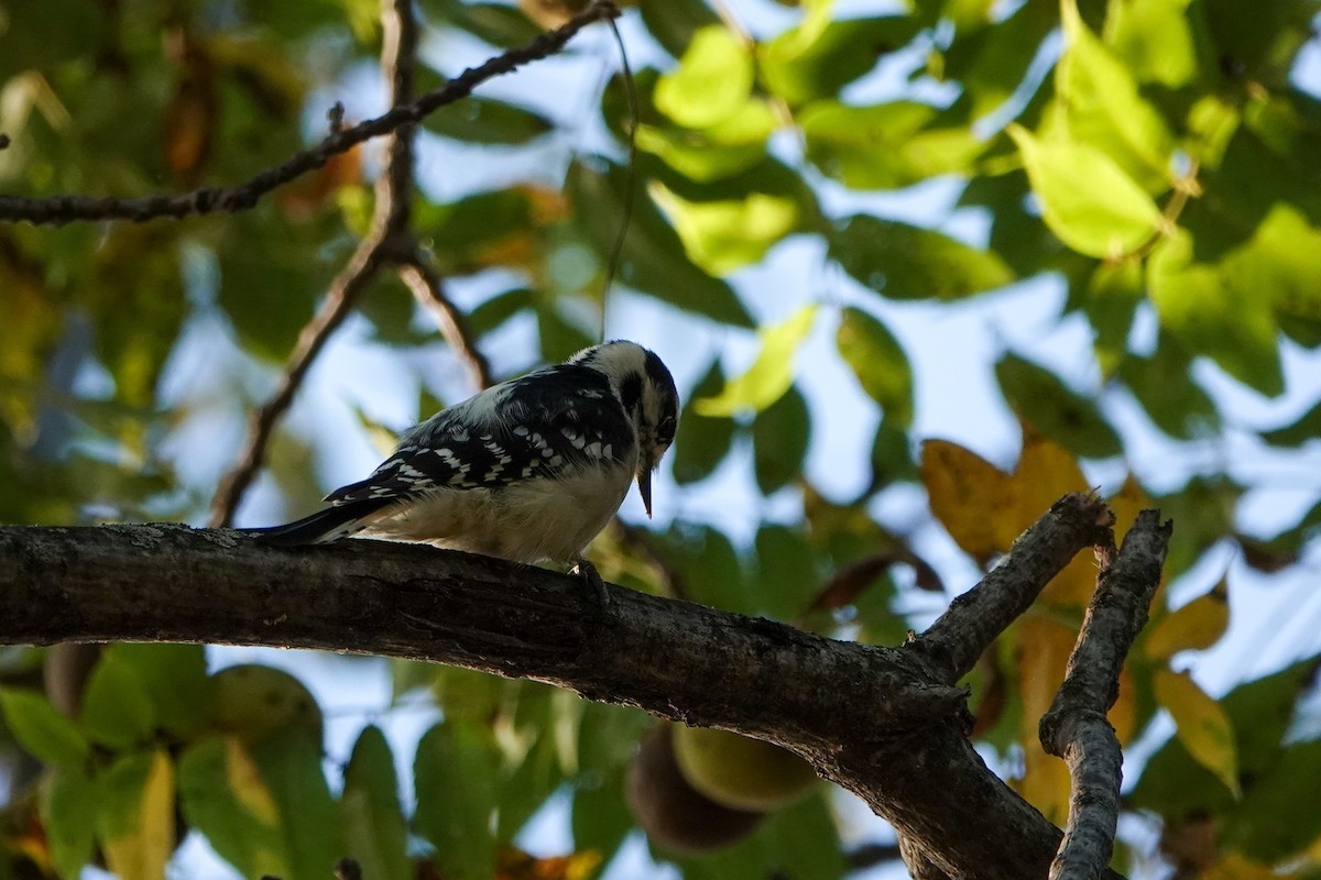 Downy Woodpecker - Joseph Marcinkowski