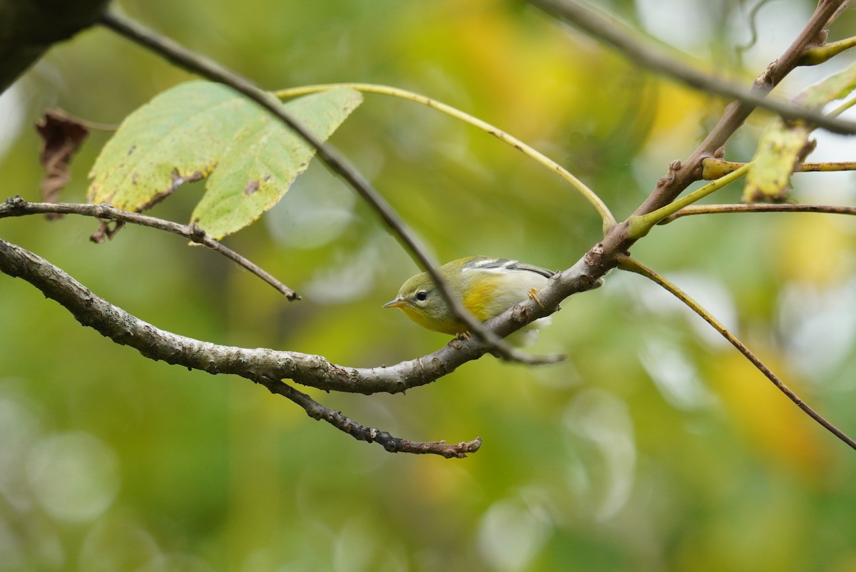 Northern Parula - ML623987064