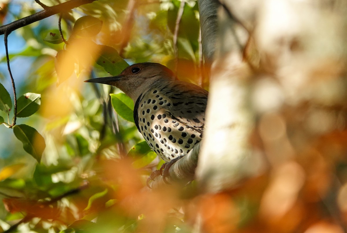 Northern Flicker - Joseph Marcinkowski