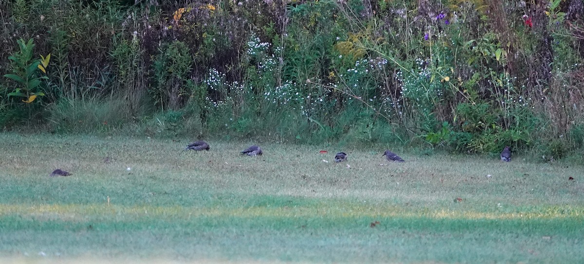 Northern Flicker - ML623987075