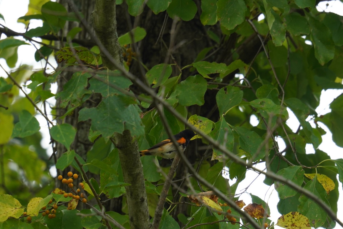 American Redstart - ML623987076