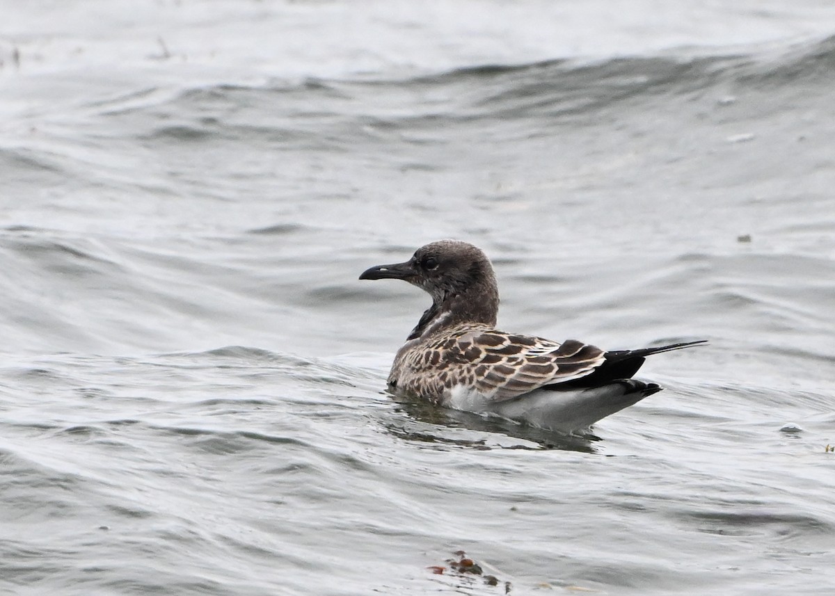 Gaviota Guanaguanare - ML623987080