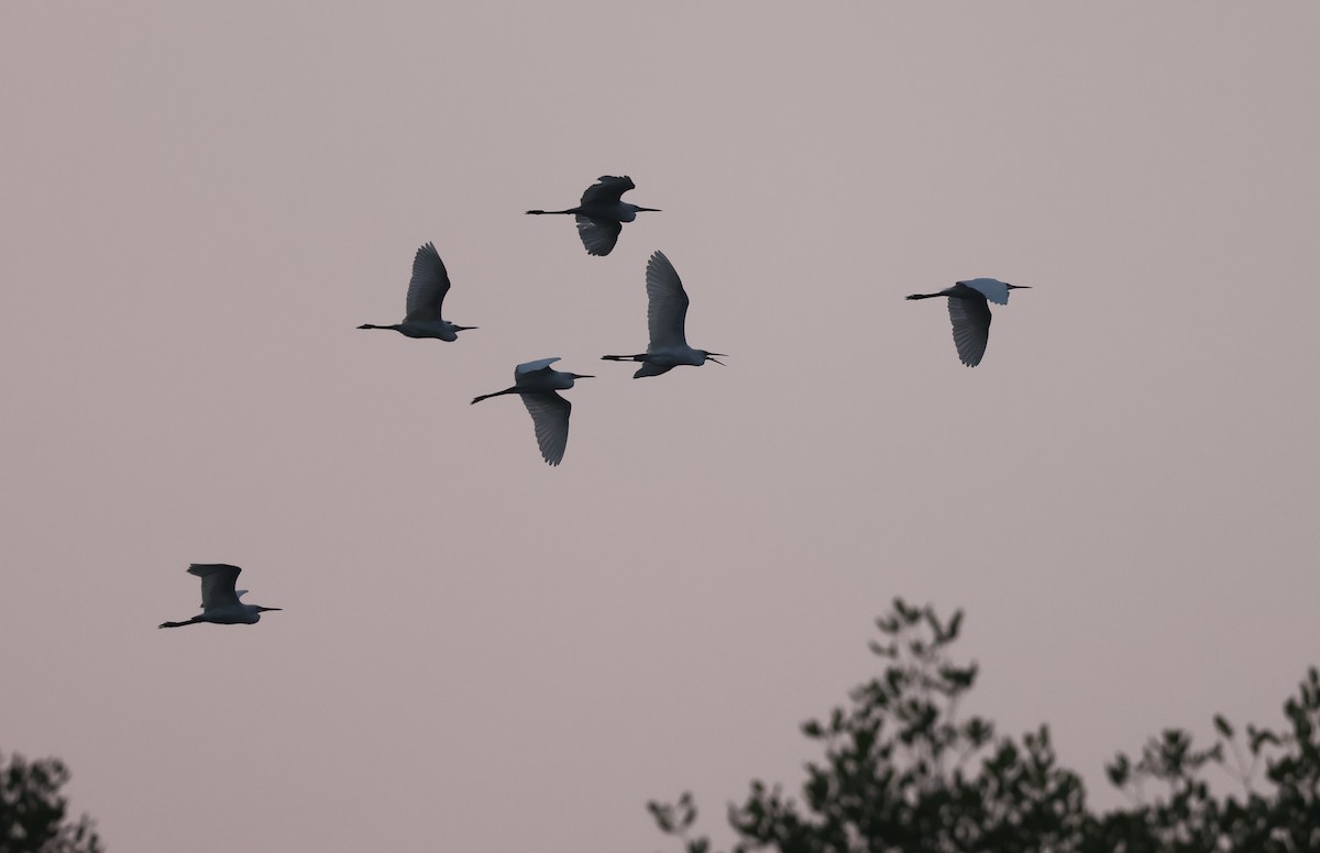 Little Egret (Australasian) - ML623987081