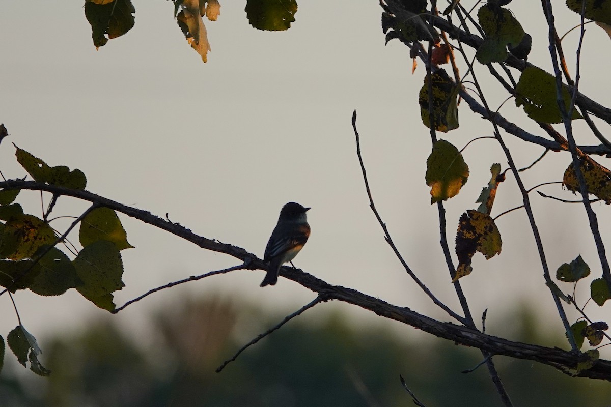 Eastern Phoebe - ML623987087