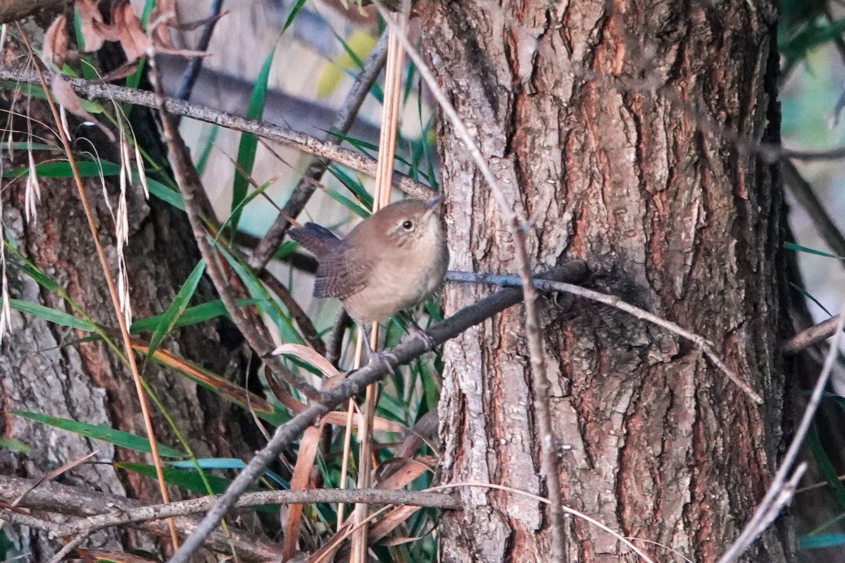 House Wren - ML623987108