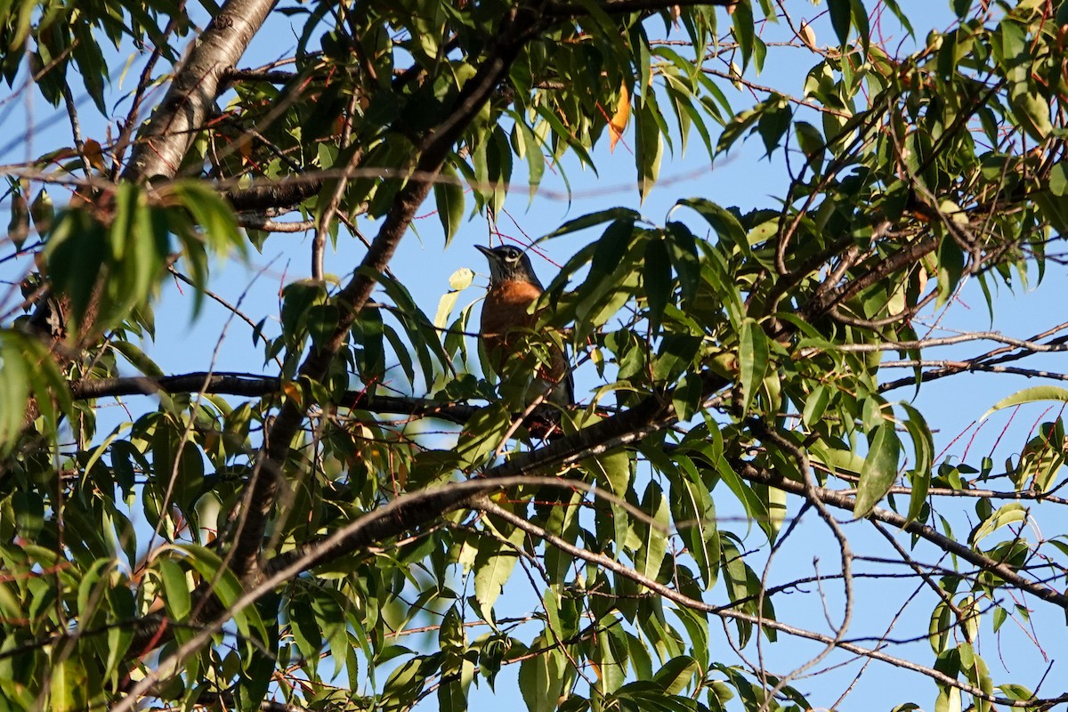 Zozo papargorria - ML623987118