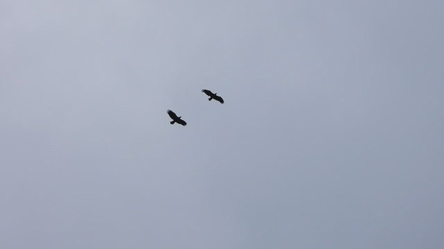 Bald Eagle - ML623987120
