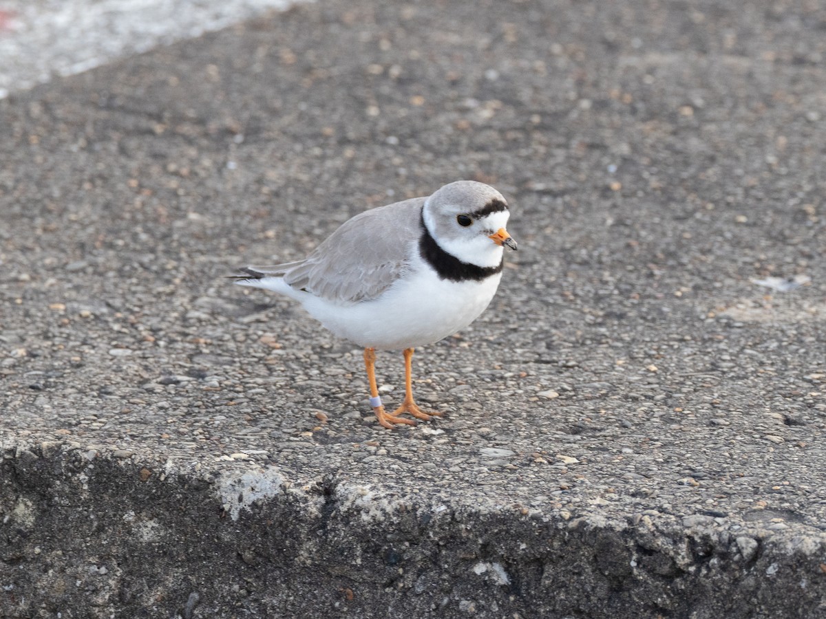 Piping Plover - ML623987132