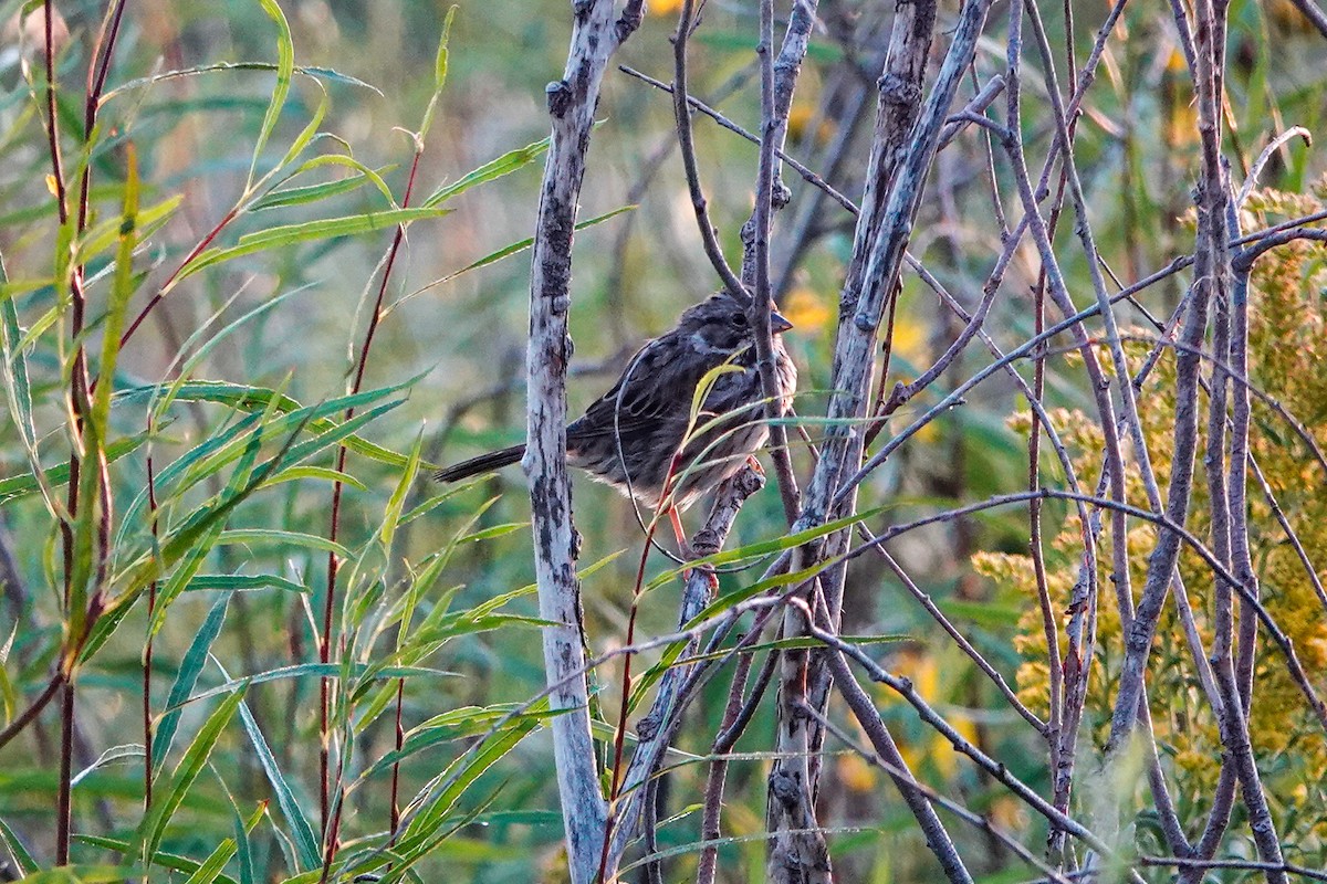 Song Sparrow - ML623987137