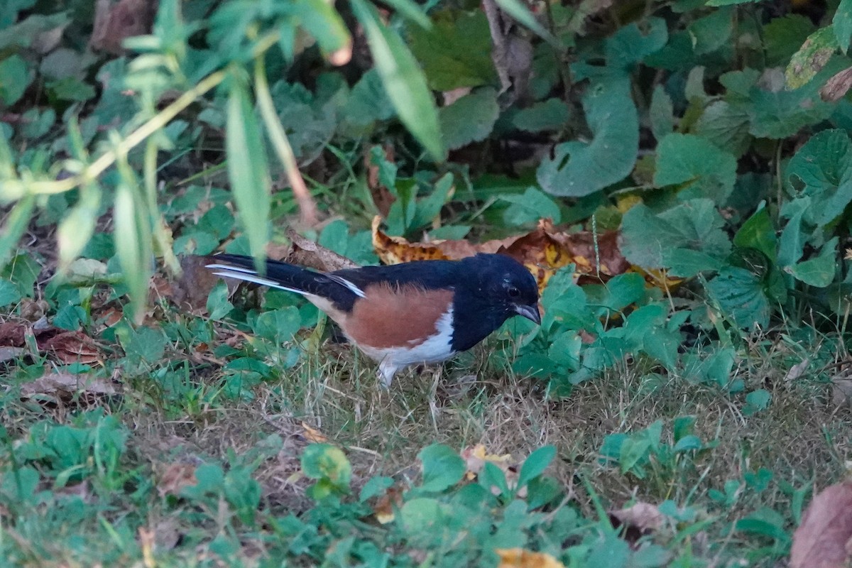 Eastern Towhee - ML623987141