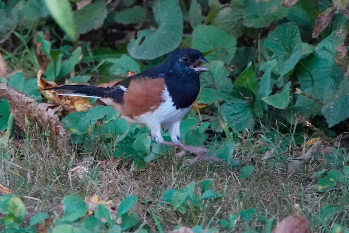 Eastern Towhee - ML623987144