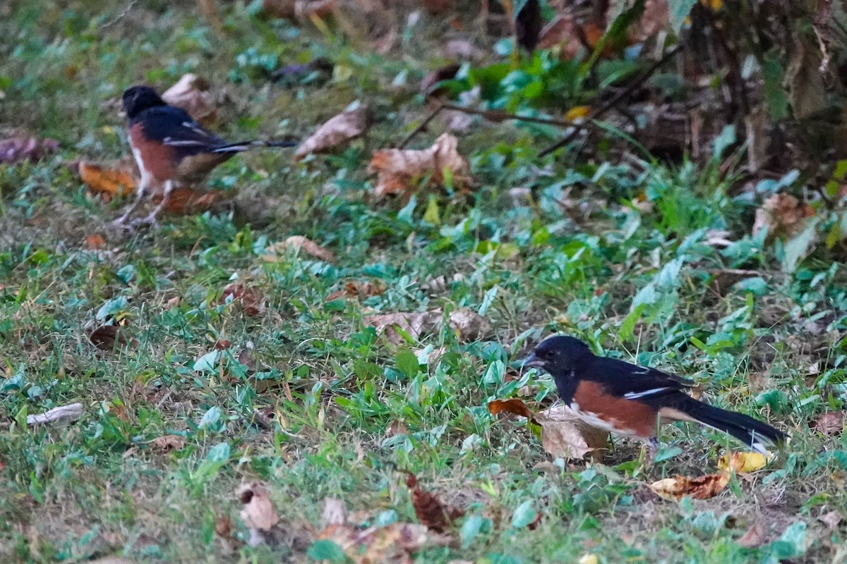 Eastern Towhee - ML623987150