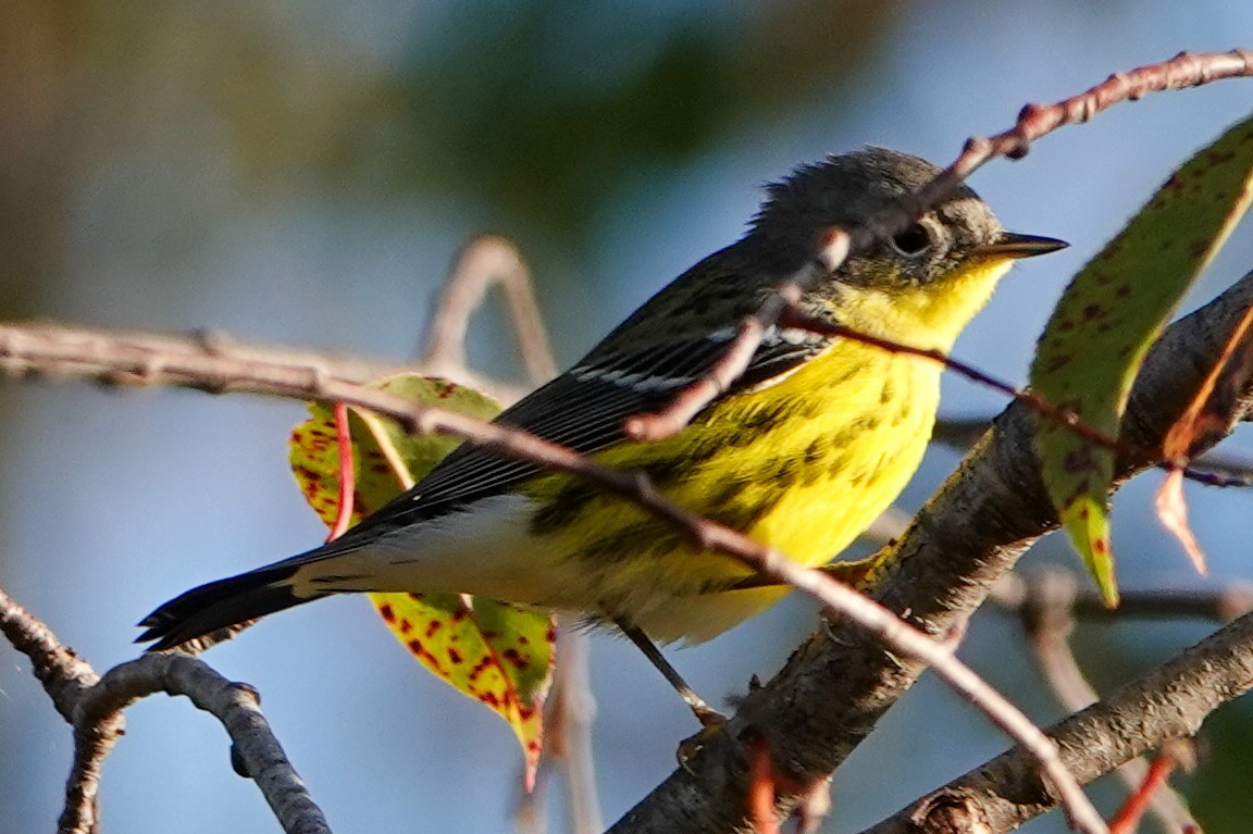 Magnolia Warbler - ML623987171