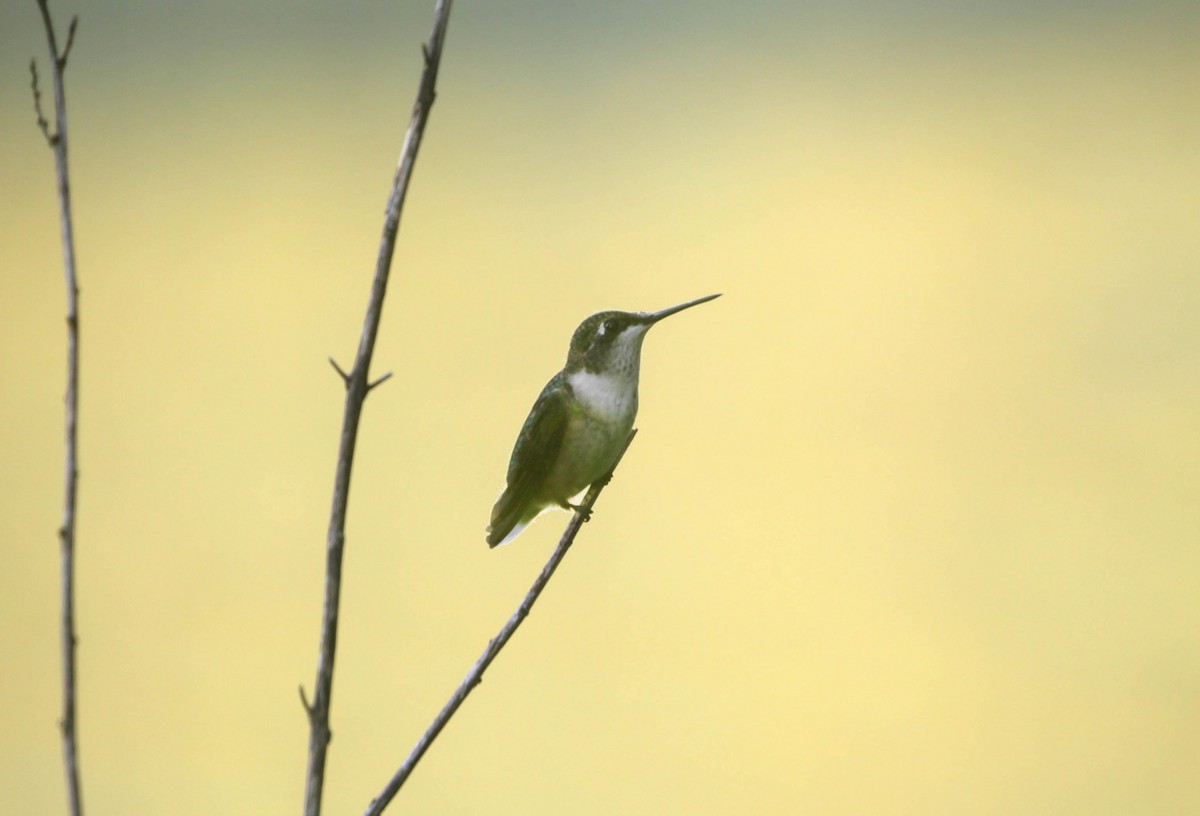 Ruby-throated Hummingbird - ML623987172