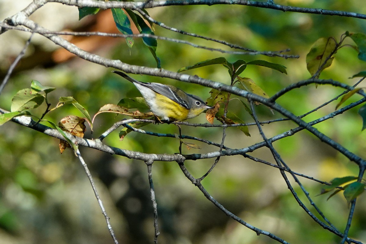 Magnolia Warbler - ML623987175