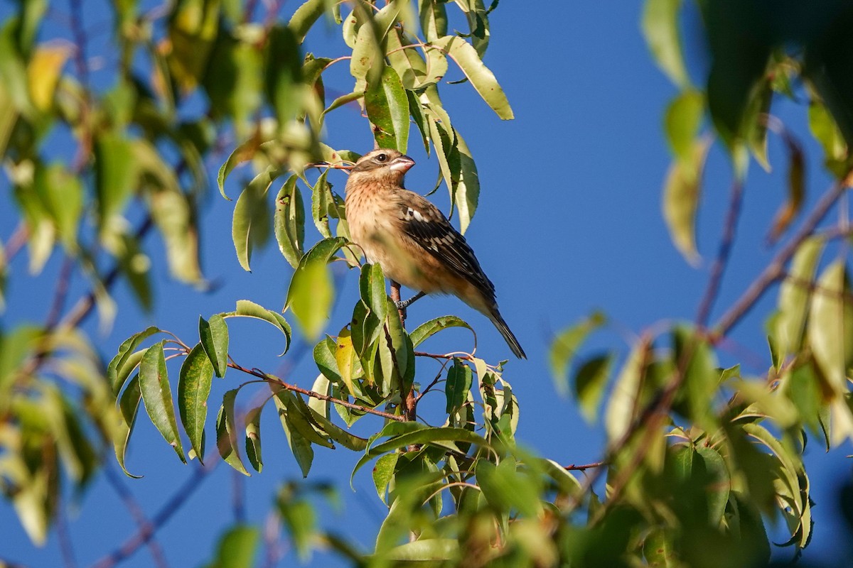 Rose-breasted Grosbeak - ML623987192